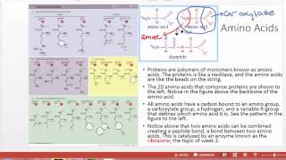 Proteins and Enzymes for Anatomy and Physiology