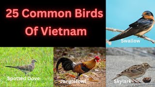 25 Common Birds Of Vietnam