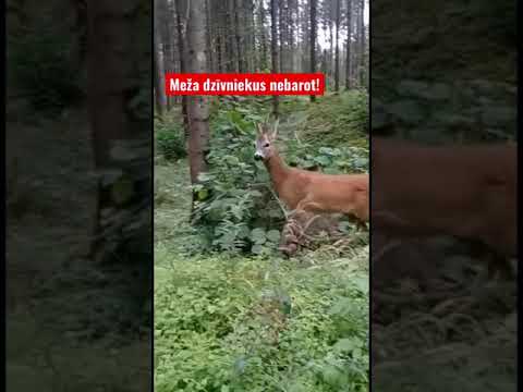 Video: 4 veidi, kā trenēt pastāvīgo abs