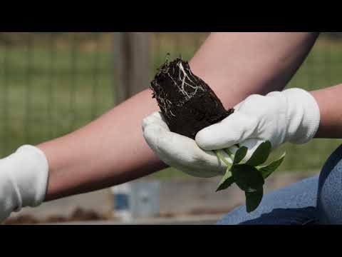 Video: Cultivarea și Plantarea Răsadurilor De Ardei