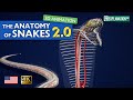 The anatomy of snakes version 20  fascinating 3d animation