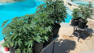 MEDICAL MARIJUANA GROW (must be 21+)