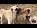 1 YAŞINDAKİ KANGAL DEV GİBİ MALAKLI KÖPEĞE DALDI