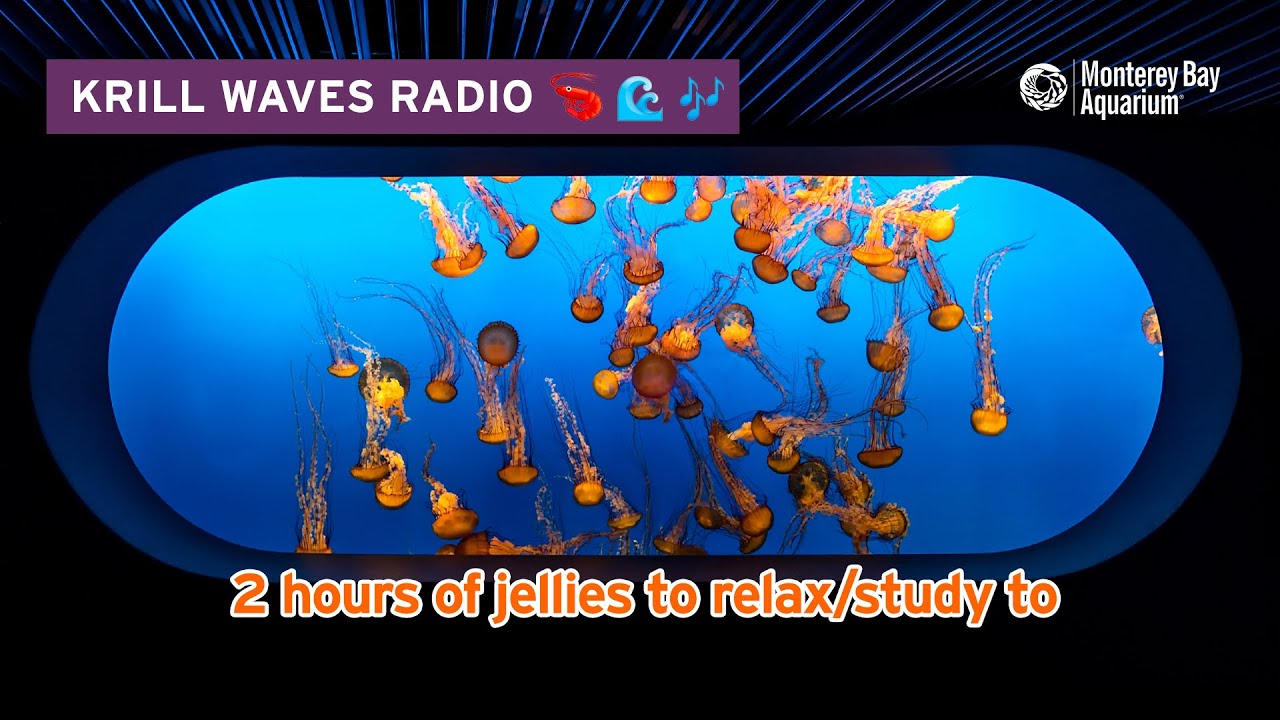 ⁣2 Hours Of Jellyfish To Study/Relax/Work To | Lofi Hip Hop | Monterey Bay Aquarium Krill Waves Radio