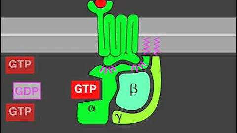 G-protein signaling