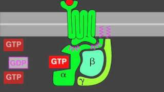 G-protein signaling screenshot 5