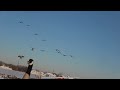 Minnesota Goose Hunting-Honkers in the snow !!!