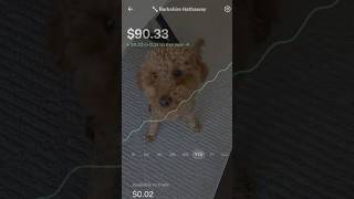 Barkshire Hathaway EP9 - where my dog "invests" away my savings. #puppy #finance #goldendoodle