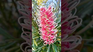 Floral Marvels | Grevillea And Protea Flowers #Flowers #Botanicalwonders #Shorts #Youtube #Nature