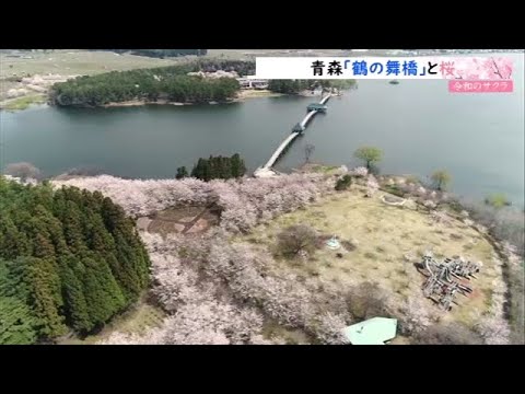 【令和のサクラ】日本一長い木橋「鶴の舞橋」と桜