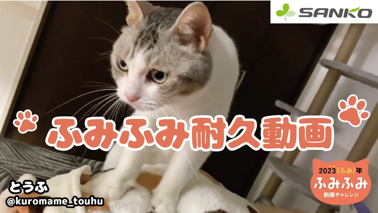 【ふみふみ耐久動画】あつまれふみふみ職人！40匹以上の猫ちゃんに癒される〜