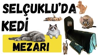 KEDİ EVLİYASI OLUR MU ?