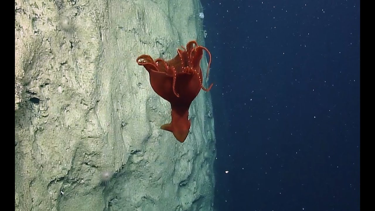 deep blue sea 3 Out of this World Cirroteuthid Octopus Spotted Hovering Over Moon-like Seascape | Nautilus Live