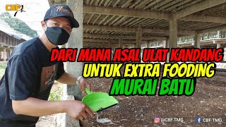 DARI MANA ASAL ULAT KANDANG UNTUK EXTRA FOODING MURAI BATU