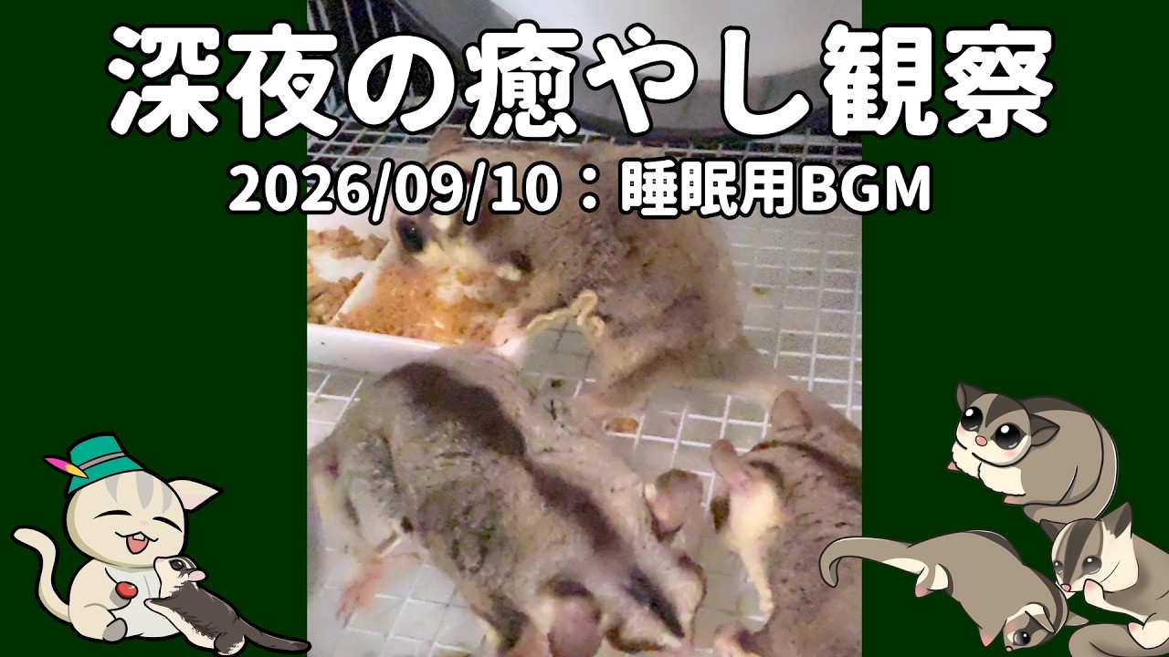 lo-fi Hip-Hop】深夜観察2026/09/10 Late-Night Sugar Glider Care