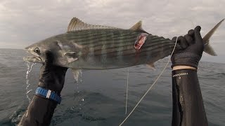 Пеламида. Драйв. Подводная охота в Черном море. Крым.(Черноморское Blue Water Hunting! Чуть больше двух минут под водой, выход, выстрел, подъем на верх, крик охотничьего..., 2016-07-21T16:57:36.000Z)