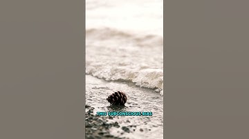 Banned Texture Discovery | The Science Of Natural Patterns