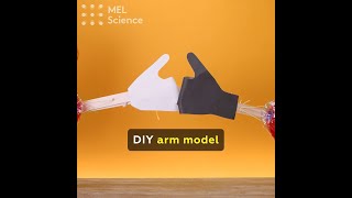 DIY arm model