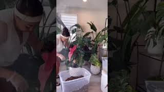 Potting my Philondendron Pink Princess #potting #aroids #philodendron