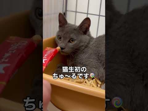 保護した迷い子猫の初ちゅ〜るがこちら…プチ怪獣のアオくんです。 #shorts