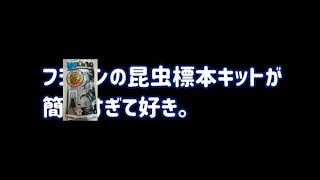 フジコンの昆虫標本キットが簡単すぎる。