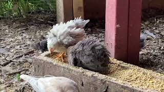 Serama chicks, ringneck doves, black Coturnix quails, and celadons! Frizzles are so pretty!