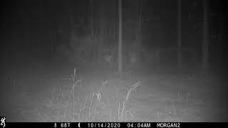 02 20201014 04:04 bobcat