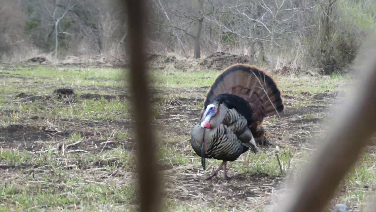 Archery Turkey Hunt with HOD Father Daughter hunt YouTube