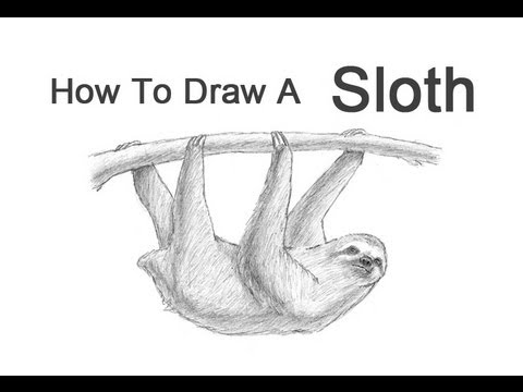 How to Draw a Sloth - YouTube