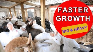 Ultimate Guide to Raising MASSIVE Rabbits: Tips for Maximizing Growth and Size!