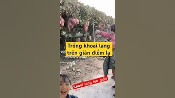 Trồng khoai lang trên vàng điểm lạ Trung Quốc
