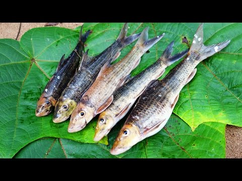 Đi Bắt Cá Suối - Phần 1 ( Jungle Fishing - P1 ) - Youtube