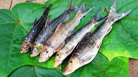 ĐI BẮT CÁ SUỐI - PHẦN 1 ( Jungle Fishing - P1 )