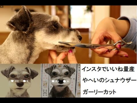 Rami Stockheart Xxx - ãƒˆãƒªãƒŸãƒ³ã‚°ãƒ»ãƒšãƒƒãƒˆãƒ›ãƒ†ãƒ«ãƒ»çŠ¬ã®ä¿è‚²åœ’ï½œDOG DIAMONDï½œãƒ‰ãƒƒã‚° ...