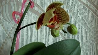 Timelapse. Orchid bud in bloom / Таймлапс. Распускается бутон орхидеи