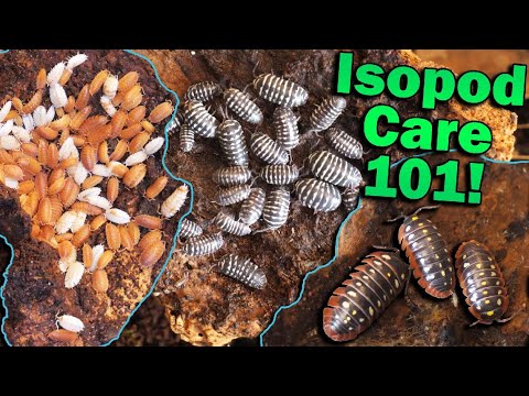 How to Care for Isopods!