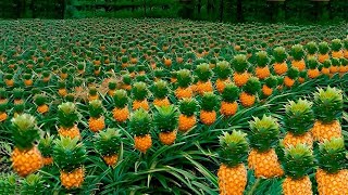 How Farmers Produce Millions of Delicious Pineapples - Harvesting and Processing - Pineapple Juice