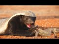 How honey badger hunting and eating lizard
