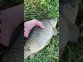 Carp fishing pche carpe fishing carpfishing fish french perfect viral