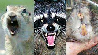 Muskrats and Squirrels and Raccoons Oh My!!!