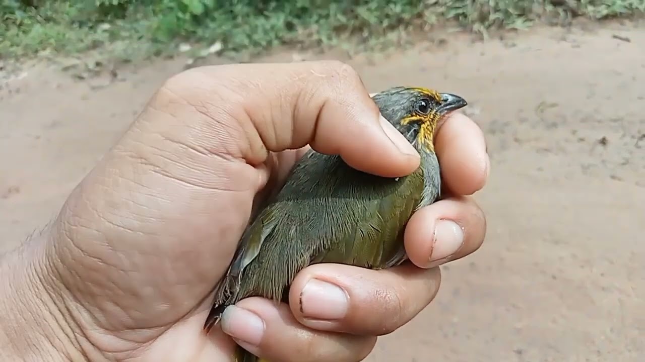 นกดอกแตงปากใหญ่ดีจริงๆ