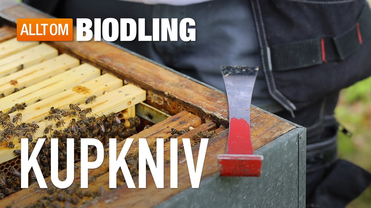 Kupkniv - ett av biodlarens viktigaste redskap - Biredskap - Biodling