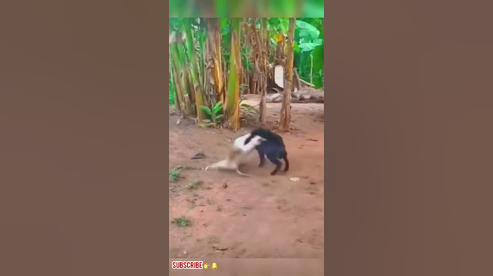 #fight #goose #vs #goat #funny #animal #shorts @sempa-sho4142