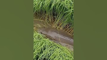 Con cá khổng lồ ẩn nấp trong ruộng lúa #cacconvat #docla #fishing