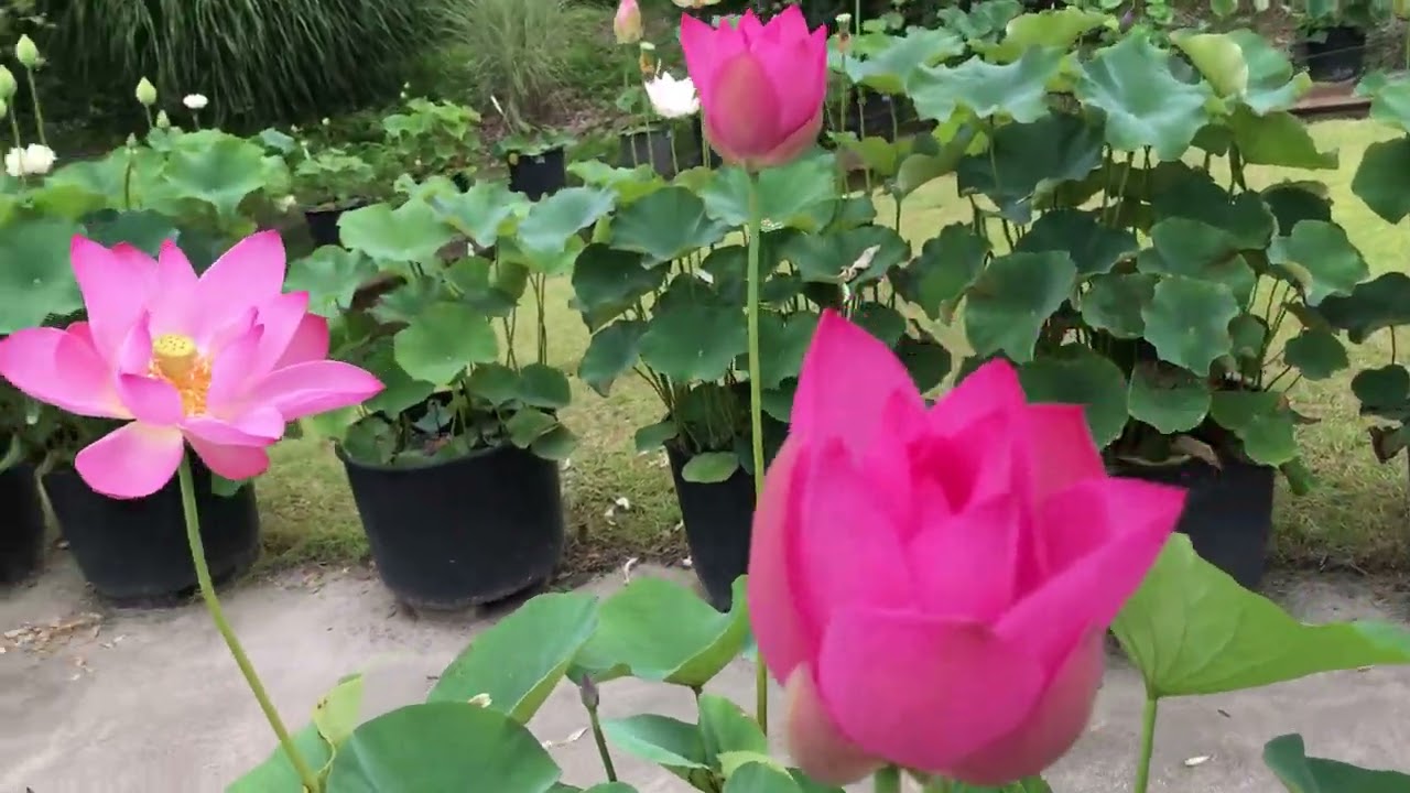 蓮・四季彩の丘（2023年6月26日） - YouTube