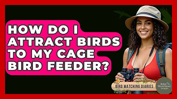 How Do I Attract Birds To My Cage Bird Feeder? - Bird Watching Diaries
