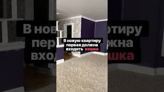🤭🐈‍⬛ #shorts #shortvideo #cat #like #рек #топ #приколы #кот