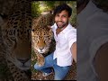 Dangerous Jaguar ke Saath Selfie 😱🐆 #animals #wildlife #animalvideos #trending #virel #shorts