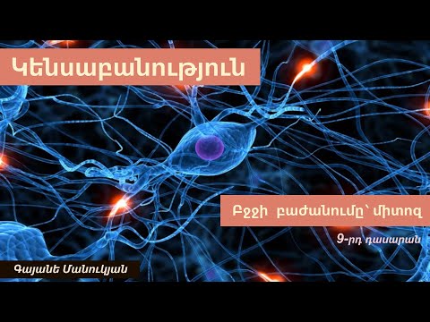 Video: Ո՞րն է տարբերությունը միտոզի և մեյոզի միջև պրոֆազի ընթացքում: