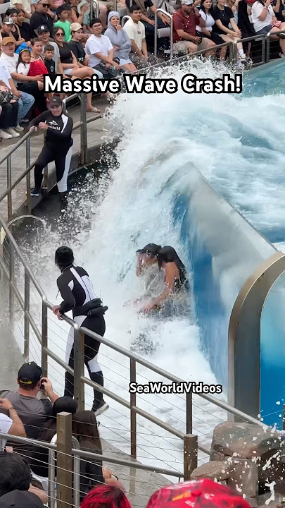 Massive Orca Whale Wave Crash on Guests! 🐳 #seaworld #funny #orca #killerwhale #orcaencounter